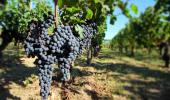 Vente Domaine agricole Pomerol  33500 19376 m2