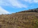 Vente Terrain Albi 81000 8000 m2