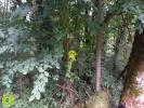Vente Terrain Pierrefort 15230 32767 m2