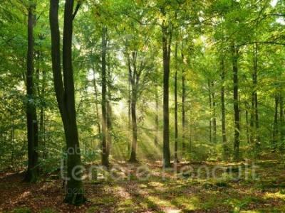 photo For sale Forested aera DREUX 28