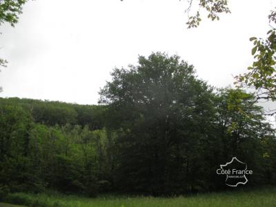 Vente Domaine forestier SAINTE-FOY-DE-BELVES 24170