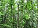 Annonce Vente Domaine forestier Sainte-foy-de-belves