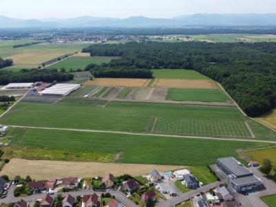 For sale Land BINDERNHEIM  67