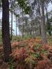 Acheter Terrain Escalans Landes