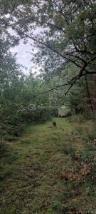 photo For sale Land MONTDURAUSSE 81