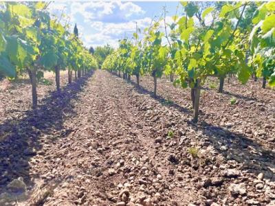 Vente Domaine agricole CISSAC-MEDOC  33