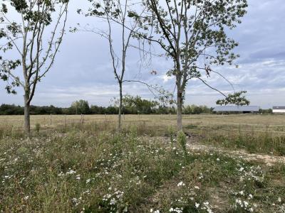 photo For sale Land BONNOEUVRE 44