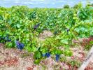 Acheter Domaine agricole Vertheuil Gironde