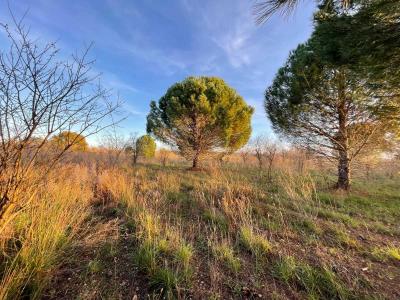 For sale Land PAULHAN  34