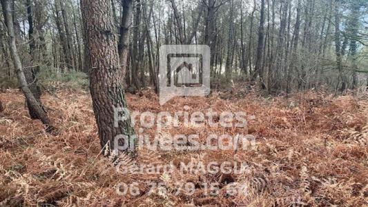 photo For sale Forested aera SAINT-MARTIN 56