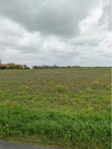 Vente Terrain SAINT-JEAN-DE-LIVERSAY 17170